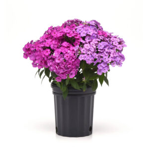 Phlox Flame ou Glamour Girl