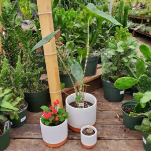 pot blanc céramique