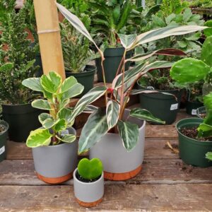 pot gris cache pot céramique