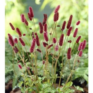 Sanguisorba Little Angel