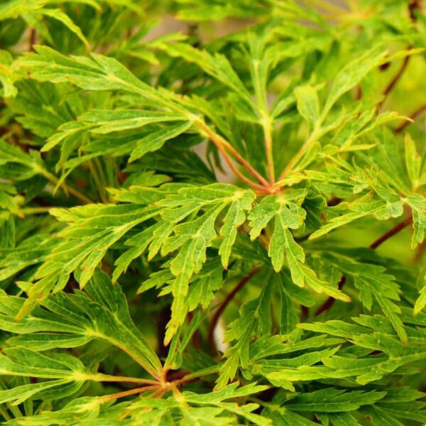 Acer japonicum Green Cascade érable japonais