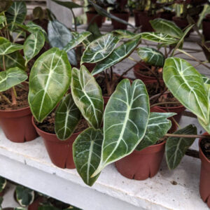 Alocasia Purple Prince