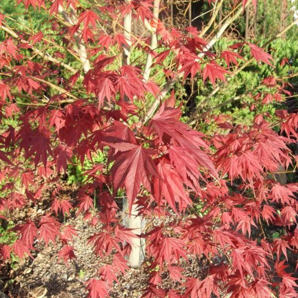 acer palmatum sherwood flame érable japonais
