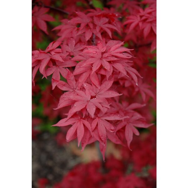 acer palmatum twombly's red sentinel érable japonais