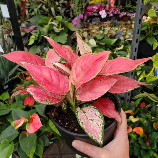 aglaonema lucky red