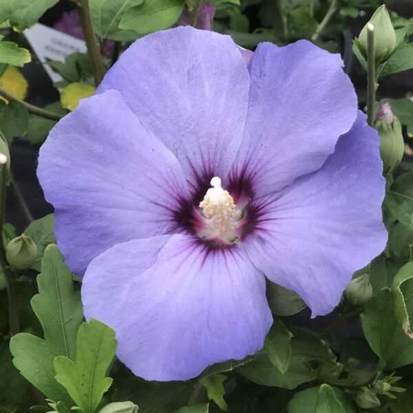 hibiscus azzurri blue satin