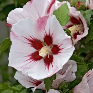 hibiscus hamabo