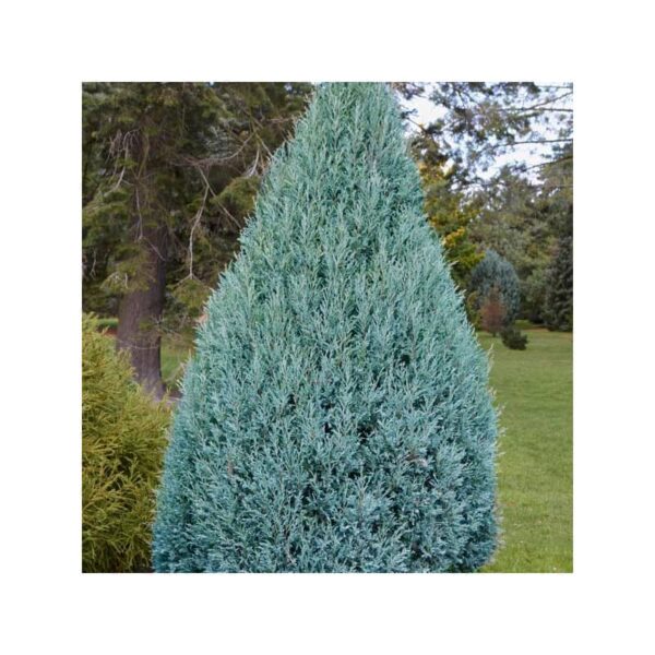 juniperus moffat blue