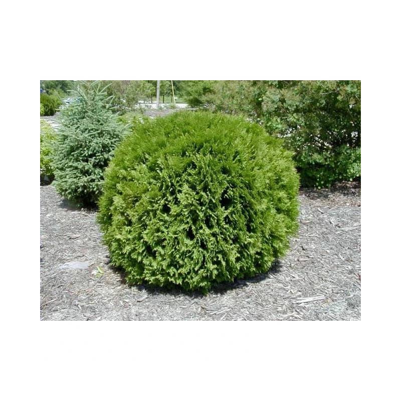 thuja occidentalis woodwardii cedre globe