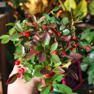 gaultheria procubens