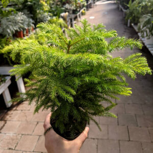 Araucaria Pin Norfolk