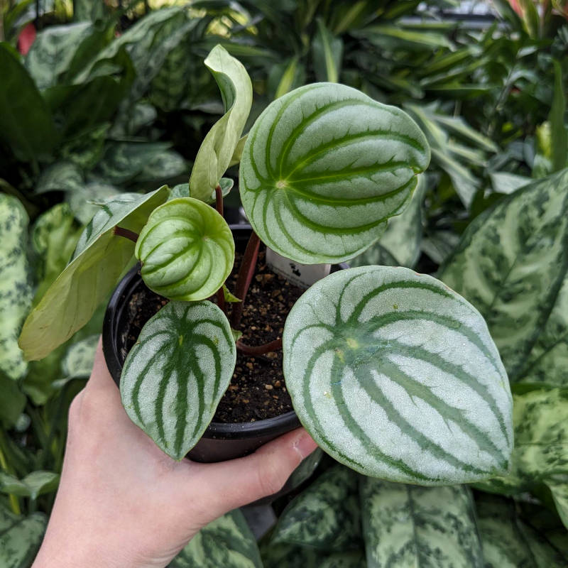 Peperomia Mini Watermelon