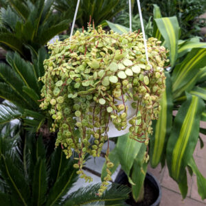 Peperomia prostata "Collier de Tortue"