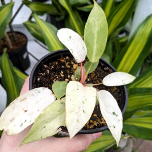 Philodendron Snowdrift