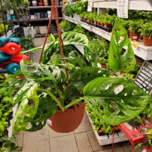 philodendron swiss cheese