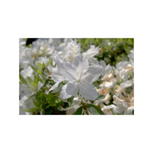 azalea japonica hino white azalée