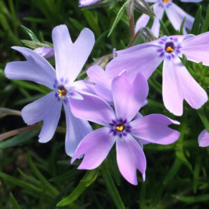 Phlox subulata Emerald Blue