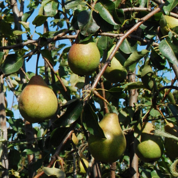 Poirier Anjou pear tree