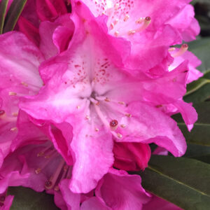 Rhododendron Holden