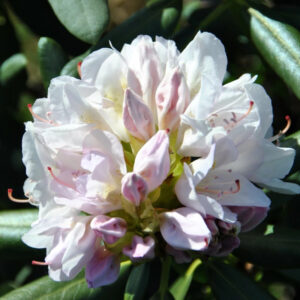 Rhododendron catawbiense Album