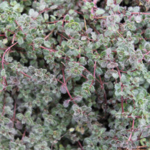 Thymus Woolly thyme