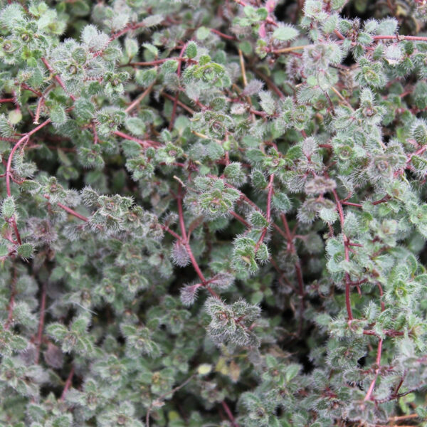 Thymus Woolly thyme