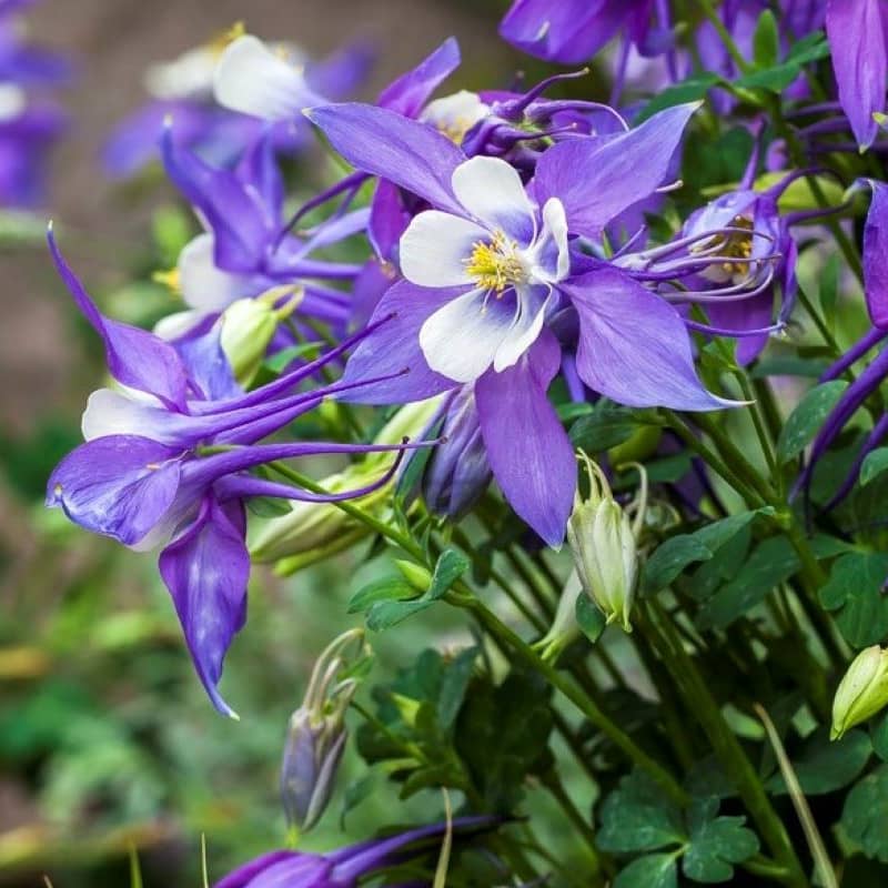 aquilegia caerulea kirigami deep blue and white