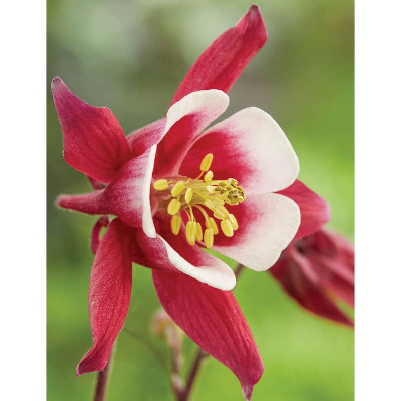aquilegia caerulea kirigami red and white