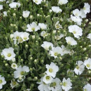 arenaria montana sagine sabline des montagnes