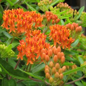 asclepias tuberosa racine à pleurésie asclépiade