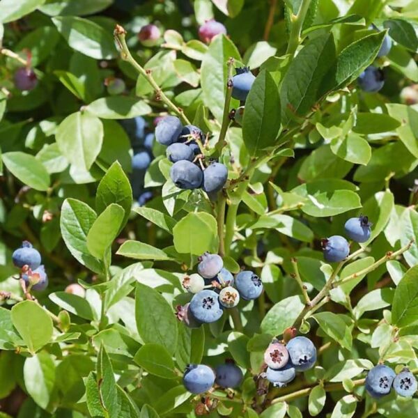 bleuet berrybux blueberry