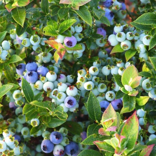 bleuet jelly bean blueberry vaccinium