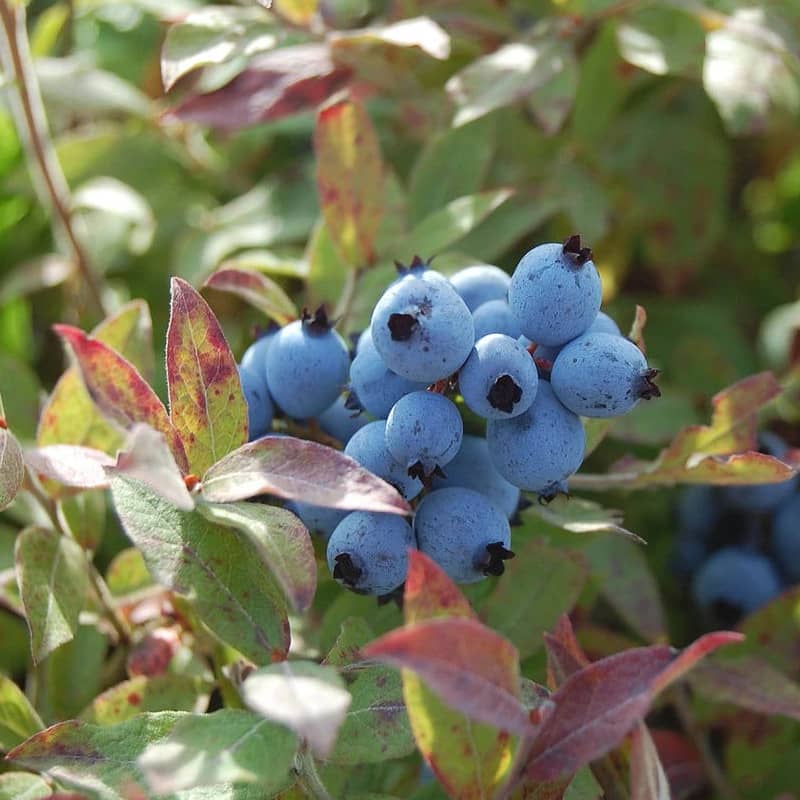 bleuet pink icing blueberry