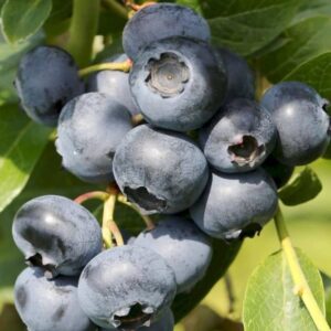 bleuet polaris blueberry