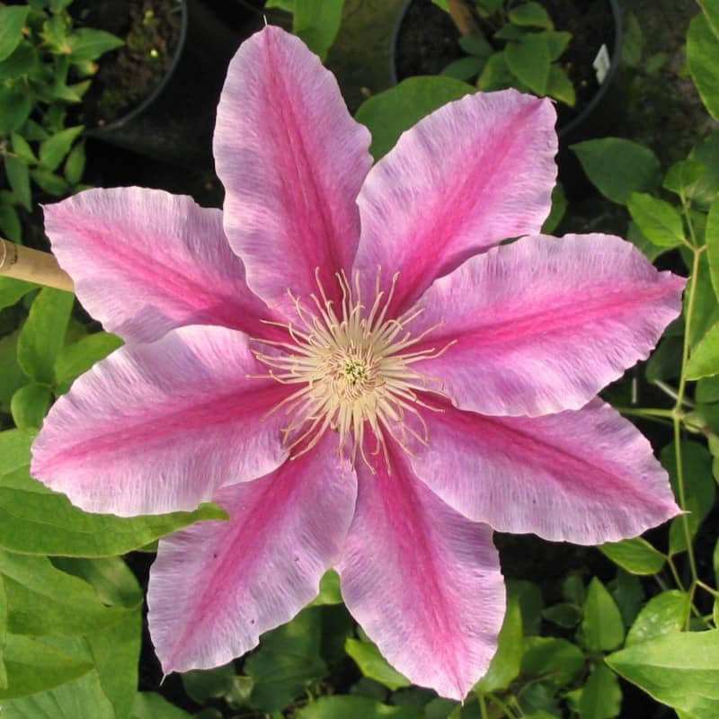 clematis bees jubilee clématite