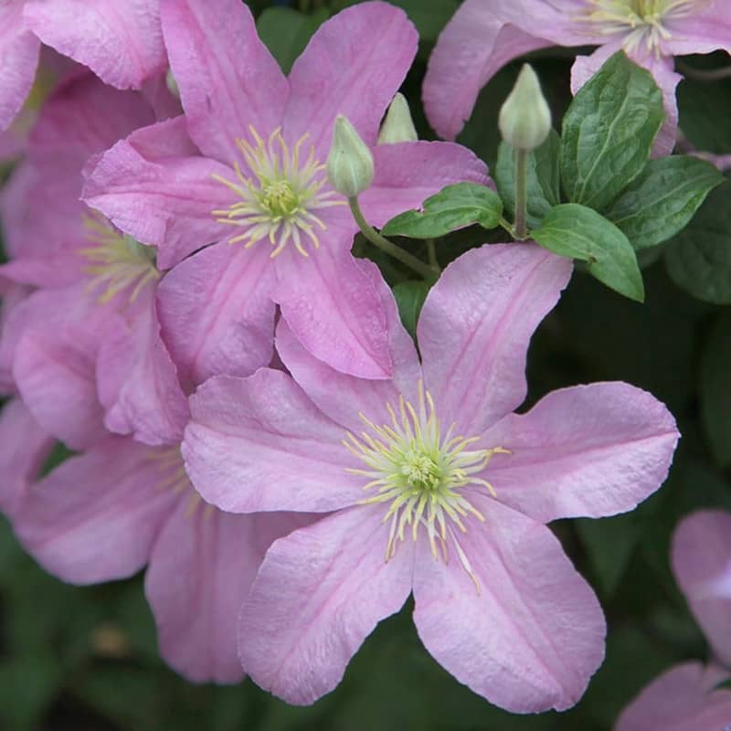 clematis comtesse de bouchaud clématite