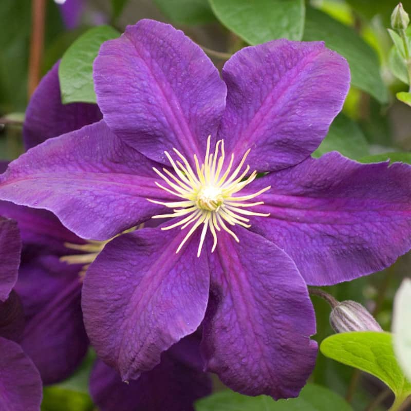 clematis jackmanii superba clématite