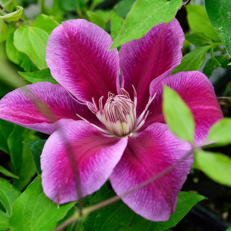 clematis killian donahue clématite
