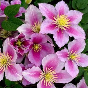 clematis kivso piilu clématite