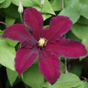clematis niobe clématite