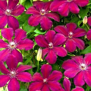 clematis rouge cardinal clématite