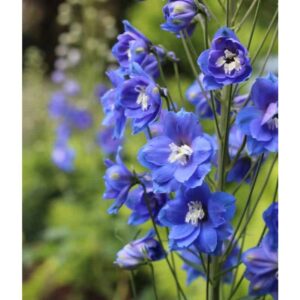 delphinium delfix blue