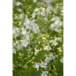 delphinium grandiflorum delfix white