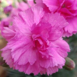 dianthus tickled pink oeillet