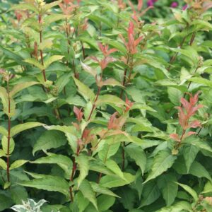 diervilla kodiak orange