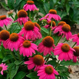 echinacea pow wow wild berry échinacée