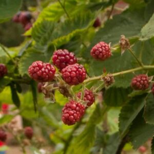 framboisier latham rubus raspberry