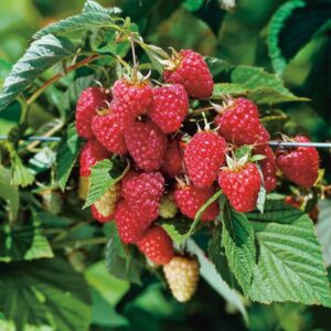 framboisier meeker rubus raspberry