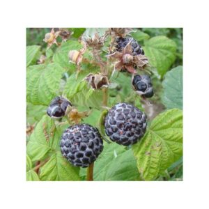 framboisier noir munger black raspberry