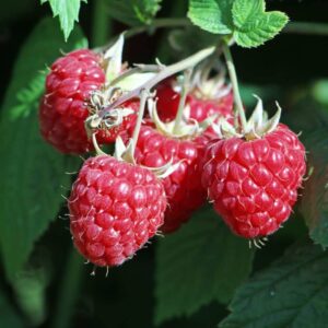 framboisier willamette raspberry rubus